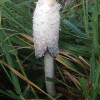 Coprinus comatus image