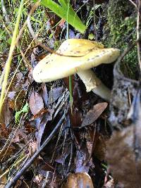 Amanita phalloides image