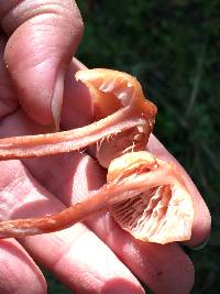 Laccaria laccata image