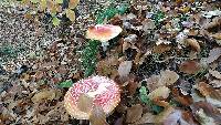 Amanita muscaria image