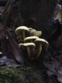 Hypholoma fasciculare image