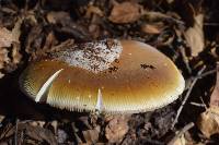 Amanita calyptroderma image