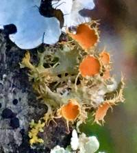 Teloschistes chrysophthalmus image