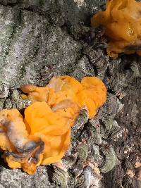 Tremella aurantia image