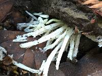 Clavaria fragilis image