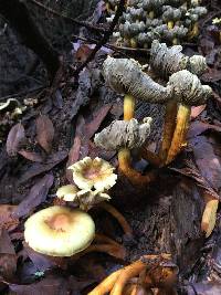 Hypholoma fasciculare image