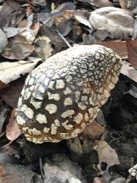 Amanita pantherina image