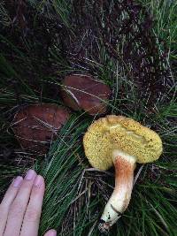 Boletus subtomentosus image