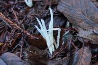 Clavaria fragilis image