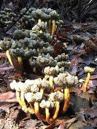 Hypholoma fasciculare image
