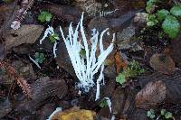 Clavaria fragilis image