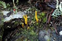 Calocera viscosa image