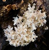 Hericium coralloides image