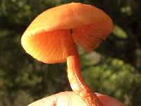 Laccaria laccata image