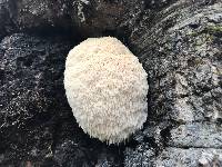 Hericium erinaceus image