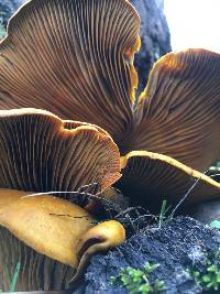 Omphalotus olivascens image