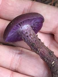 Laccaria amethysteo-occidentalis image