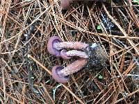 Laccaria amethysteo-occidentalis image