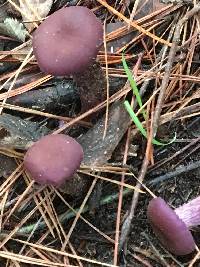 Laccaria amethysteo-occidentalis image