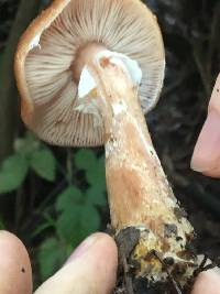 Armillaria sinapina image