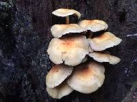 Hypholoma fasciculare image