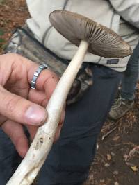 Amanita pachycolea image