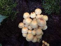 Hypholoma fasciculare image