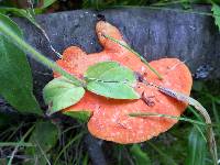 Pycnoporus cinnabarinus image