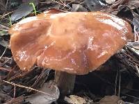 Armillaria sinapina image