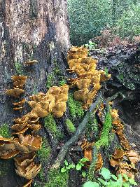 Omphalotus olivascens image