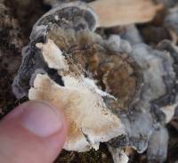 Trametes versicolor image