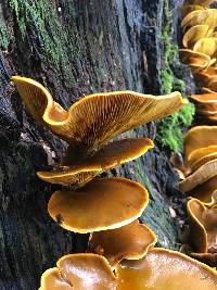 Omphalotus olivascens image