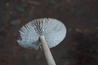 Amanita pachycolea image