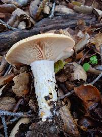 Lactarius alnicola image