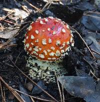 Amanita muscaria image