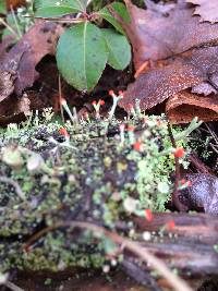 Cladonia cristatella image