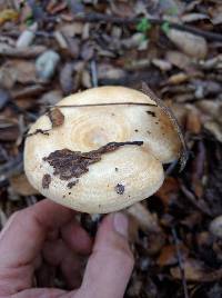 Lactarius alnicola image