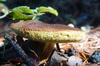 Boletus subtomentosus image