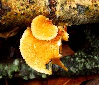 Polyporus alveolaris image