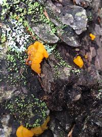 Tremella mesenterica image