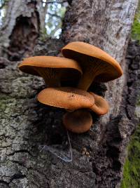 Omphalotus olivascens image