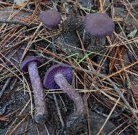 Laccaria amethysteo-occidentalis image