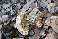 Amanita pantherina image