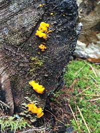 Tremella mesenterica image