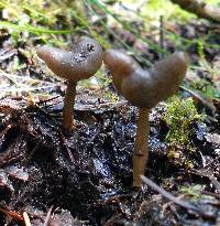 Helvella elastica image