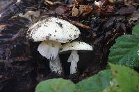 Amanita phalloides image