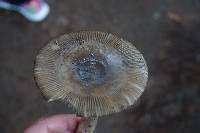 Amanita pachycolea image