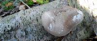 Piptoporus betulinus image