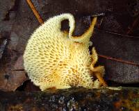 Polyporus alveolaris image