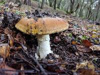 Amanita calyptroderma image